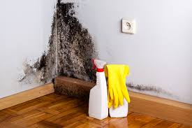 Best Real Estate Mold Inspection in Chester, SC